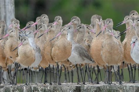 South Carolina Marbled Godwit. 95% of South Carolina Godwits are ...