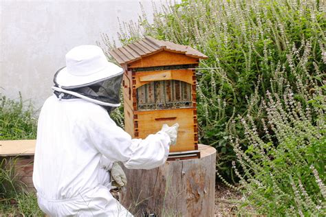 Flow Hives - The Sweet Story - Babylonstoren Blog