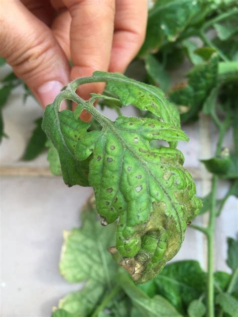 Tomato | Aphid damage to tomatoes?