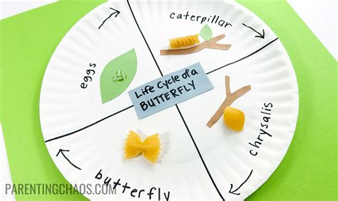 Learn about the Butterfly Life Cycle with this Fun Paper Plate Craft! ⋆ ...