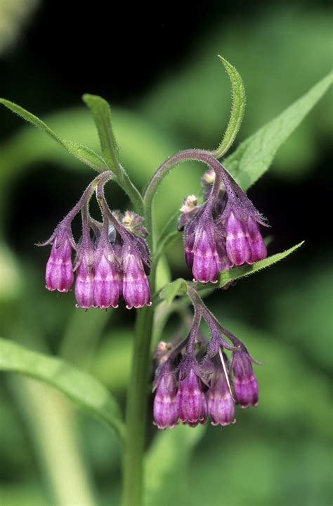 Symphytum officinale Seeds £2.95 from Chiltern Seeds - Chiltern Seeds ...