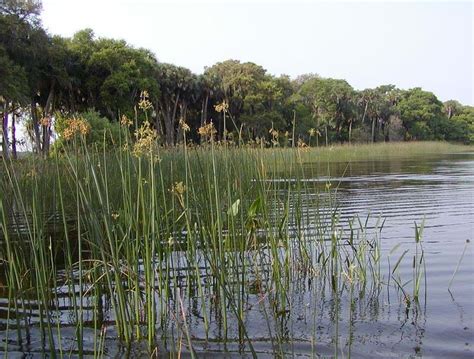 Harris Chain of Lakes Fish, Wildlife and Habitat Management Plan | FWC