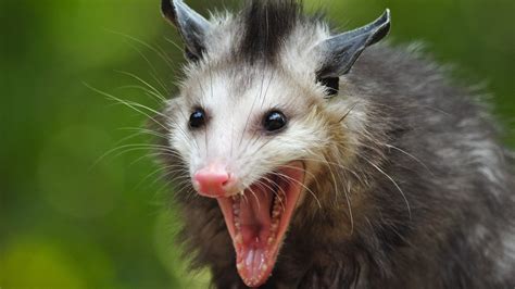 Opossum Wallpapers - Wallpaper Cave