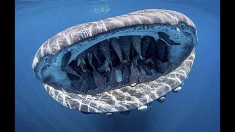 Group of fish hitches a ride in a pregnant whale shark’s mouth. It may ...