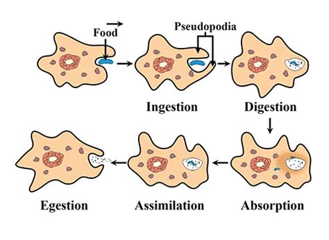 Nutrition in Amoeba Class 10 - CBSE Class Notes Online - Classnotes123