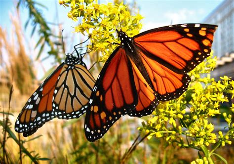 Soul Amp: More Autumn 2008 Photos of Monarch Butterflies in Milwaukee ...