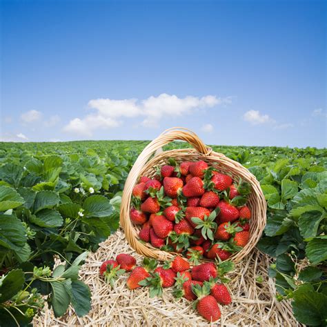 Current Temps Favoring South Florida Strawberries - Specialty Crop Industry