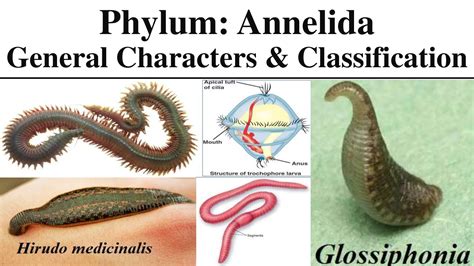 Annelids Examples