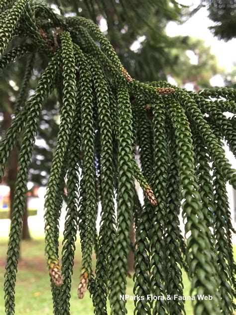 Trees 2 Seedlings 2 Cooks Pine Tree Araucaria columnaris New Caledonia