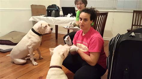 Dogo Argentino Puppy Training – Bulldog Lover