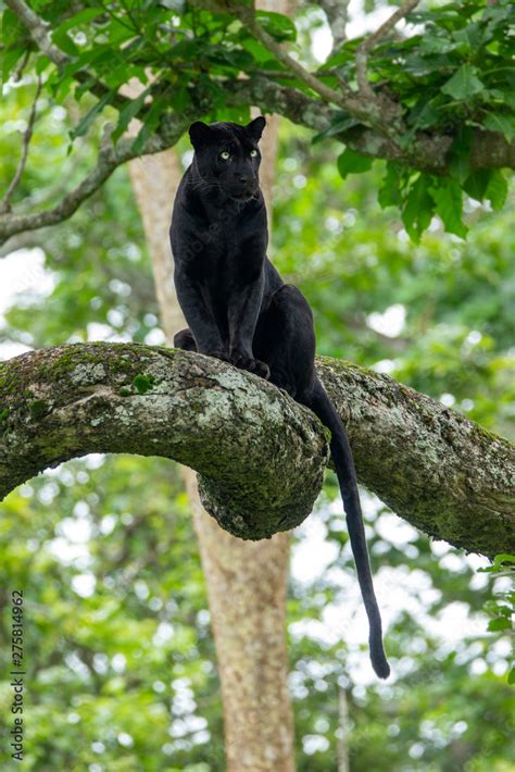 The black panther in his habitat .The rare pose captured Stock Photo ...