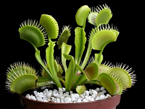 Venus Fly Trap Care - How To Grow A Venus Fly Trap