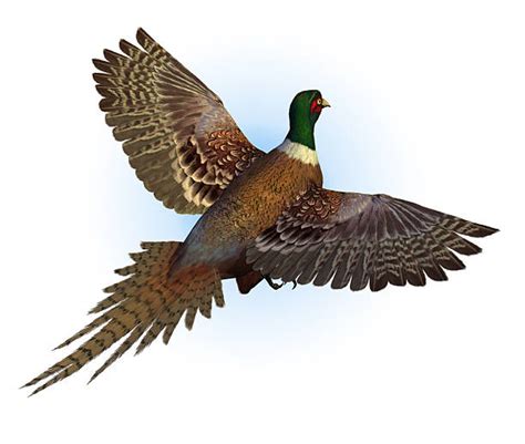 Pheasant Flying Stock Photos, Pictures & Royalty-Free Images - iStock