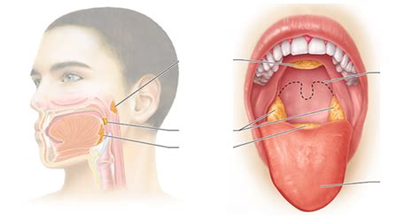 Location of the tonsils. Diagram | Quizlet