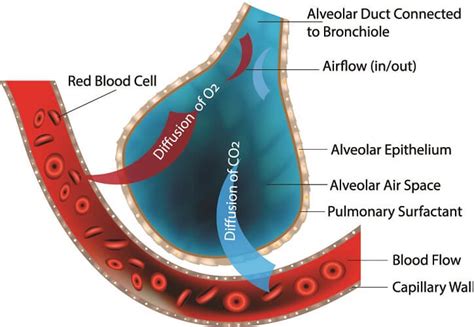 Gas Exchange At The Alveoli