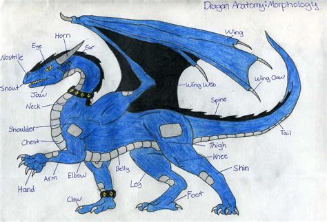 Dragon Anatomy: Morphology by Wyldfire7 on DeviantArt