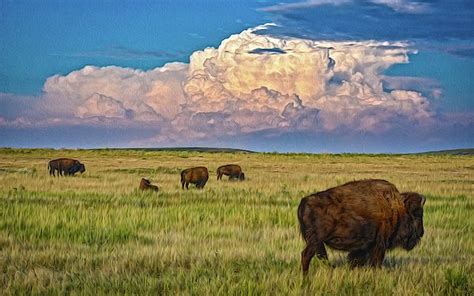 Colorado Bison Herd by Christopher Thomas in 2020 | Colorado, Herding ...