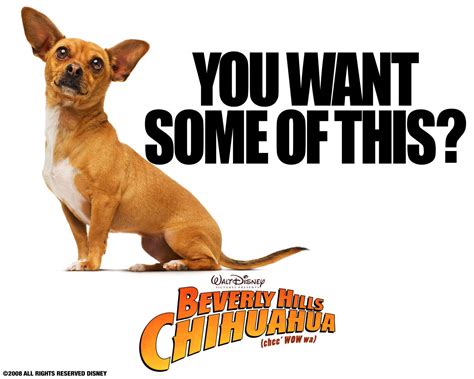 Papi - Beverly Hills Chihuahua movie Wallpaper (16728592) - Fanpop