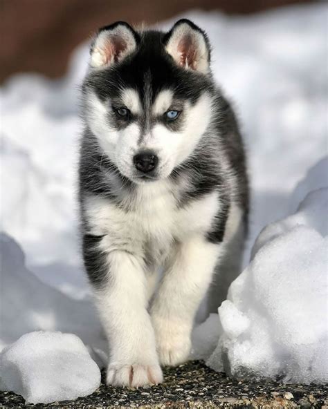 caine Husky Siberian catel in zapada - Toate Animalele