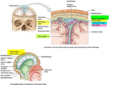 Meningioma Brain Tumor - Causes, Symptoms, Survival Rate, Treatment