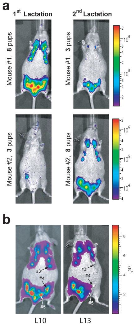 Longitudinal analysis of mammogenesis using a novel tetracycline ...