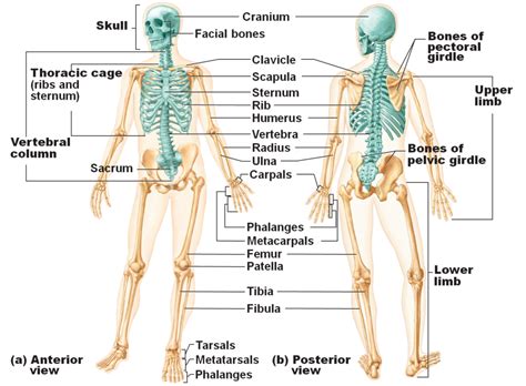 Bones in the Body - Anatomy Info