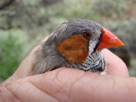 Zebra Finch Care