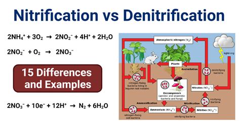 Nitrification vs. Denitrification: 15 Differences, Examples