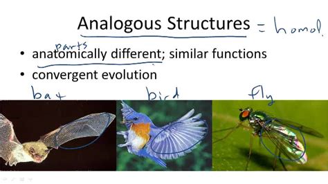 Evidence for Evolution - Example 3 ( Video ) | Biology | CK-12 Foundation