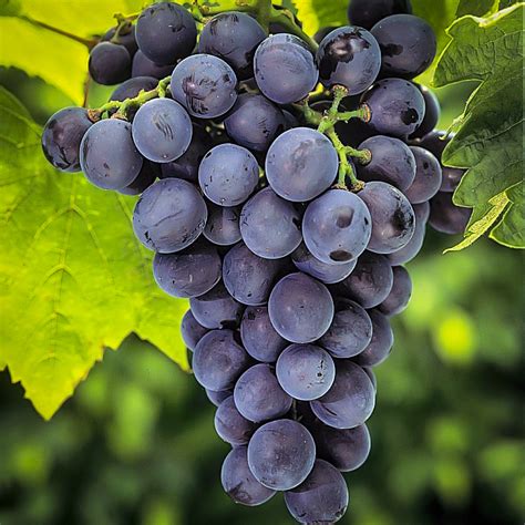 Concord Grape Vines For Sale | The Tree Center™