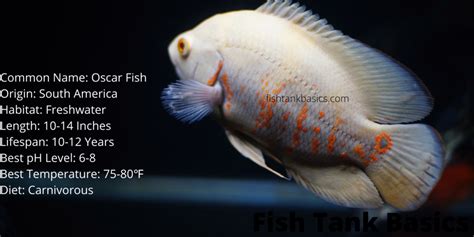 A Complete Oscar Fish Care Guide