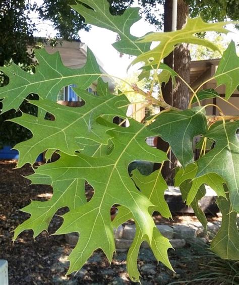 Texas red oak - Sacramento Tree Foundation