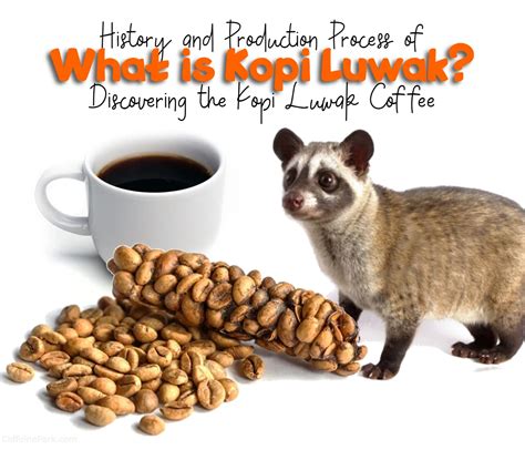 What is Kopi Luwak? Exploring the History and Production Process