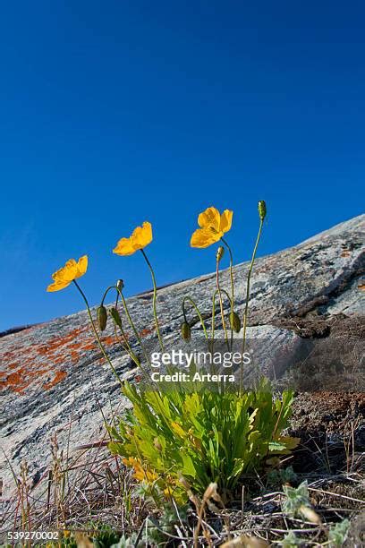 52 Arctic Poppy Stock Photos, High-Res Pictures, and Images - Getty Images