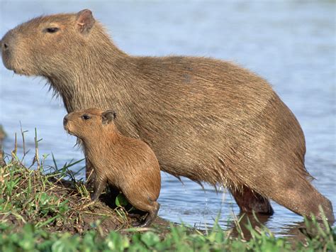 Suzy's Animals of the World Blog: THE CAPYBARA