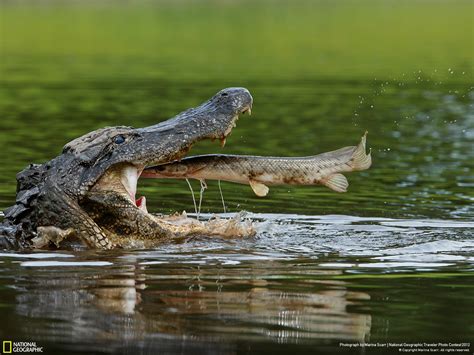 Reversing Extinction of the Alligator Gar: Reversing Extinction of the ...