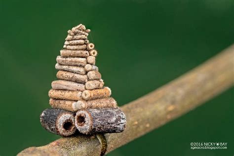 Bagworm moth caterpillar collects and saws little sticks to construct ...