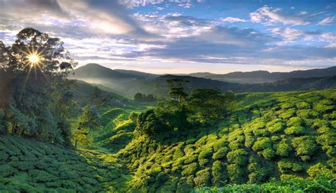 Darjeeling Tea Garden | Пейзажи, Природа