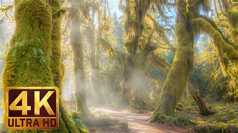 Hoh Rain Forest 4K TV Screensavers with Relaxing Piano Music – 3 HRS ...