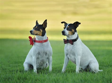 Two Dogs with Bows Around Their Necks. Stock Image - Image of sitting ...