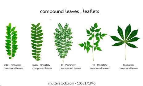 Pinnately Compound Leaf Photos, Images & Pictures | Shutterstock