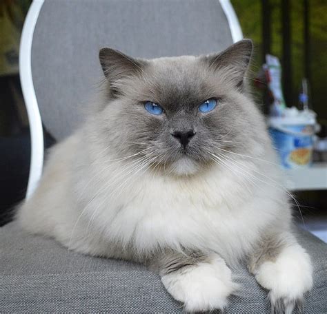 Blue Point Ragdoll Cat Breed Info: Pictures, Temperament & Traits - Catster