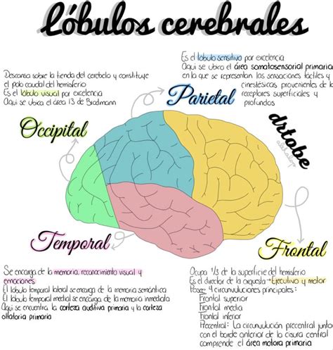 the human brain and its functions