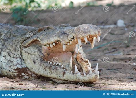 Crocodile Teeth Royalty Free Stock Photos - Image: 12792288