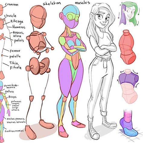 Basic anatomy for character design. I just love the tutorials of ...