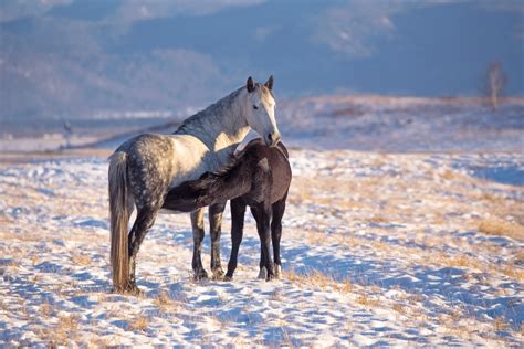 Understanding the Mare's Estrous Cycle Chart - NexGen Pharmaceuticals