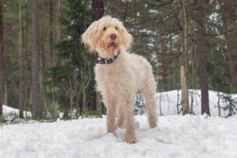 Italian Spinone - Ultimate Guide [Trainability, Exercise, Nature etc.]