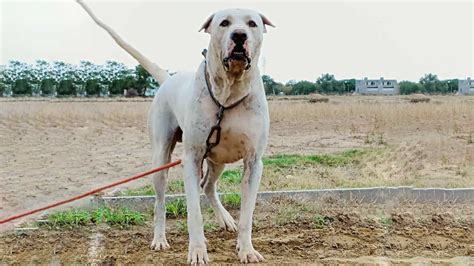 Master Bully Kutta Training Tips for Your Powerful Pup