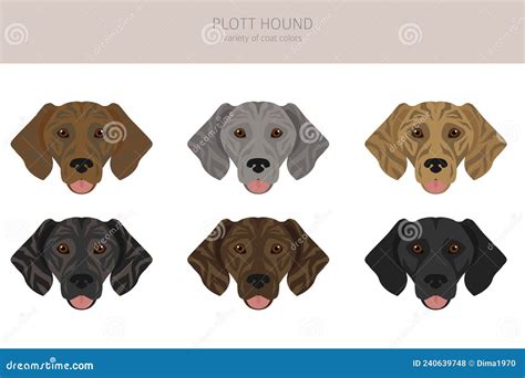 Plott Hound Clipart. Different Poses, Coat Colors Set Stock Vector ...