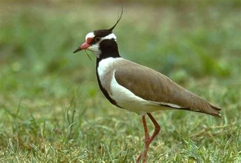 Black headed lapwing - Alchetron, The Free Social Encyclopedia